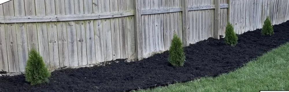 Fresh black mulch bed cut in along a wood fence and planted with young arborvitae