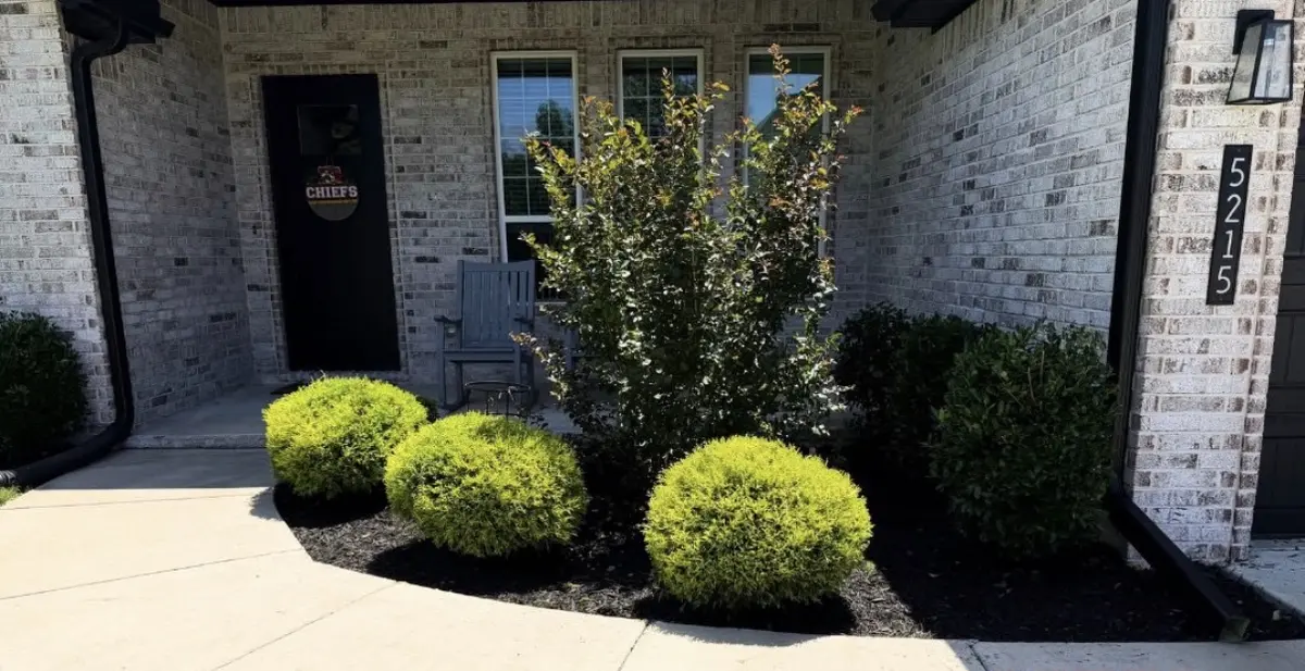 White brick home entry with clipped boxwoods and a shrub set into a fresh dark mulch bed
